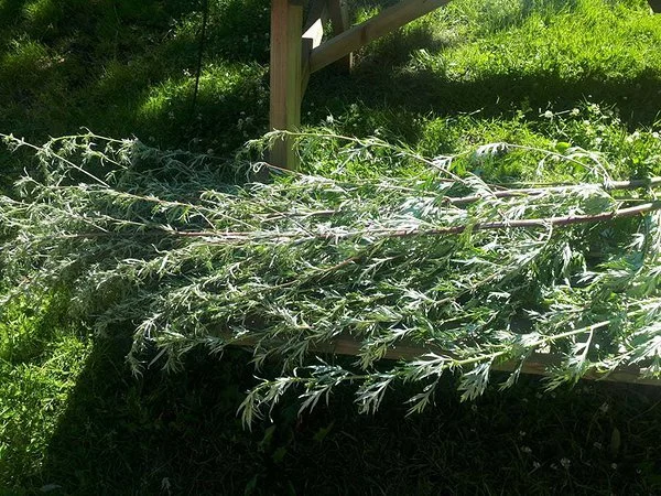 Puju (Artemisia vulgaris) kasvamas aias